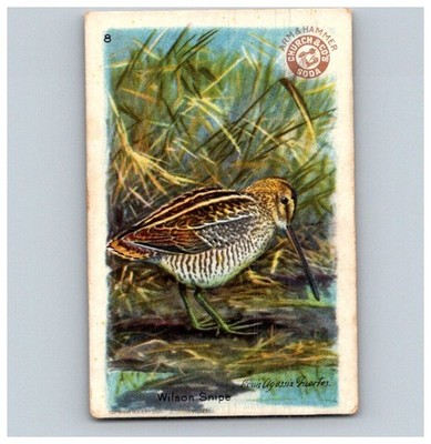 ARM HAMMER 1924 FOURTH SERIES USEFUL BIRDS CARD #8 WILSON SNIPE AH 2900