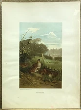 Chromolithograph Circa 1880's L. Prang/Selmar Hess - PARTRDGE