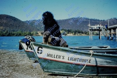 1955 Red Border 35mm Slides Miller's Lighthouse Boat Poodles Clear Lake CA #8424