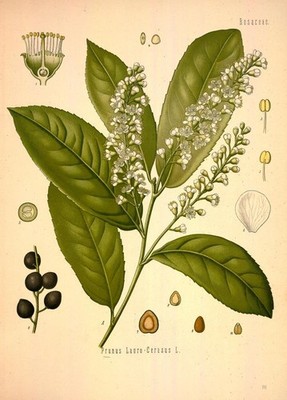 Prunus lauro Cerasus.Schöne Grafik nach der Vorlage von 1887 