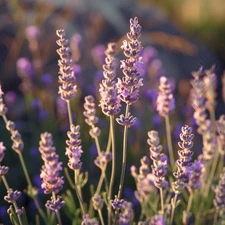 Lavender Seeds, Aromatic Herb, Dried Flower Use, Non-GMO, Free Shipping