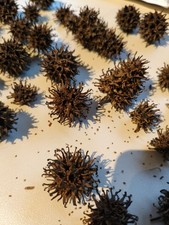 Amberbaum Zapfen / Früchte - 35 Stück - naturbelassen - Deko / Bastelmaterial