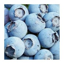 Blueberry Patriot Live Plant Cold Hardy Early Fruit Bush