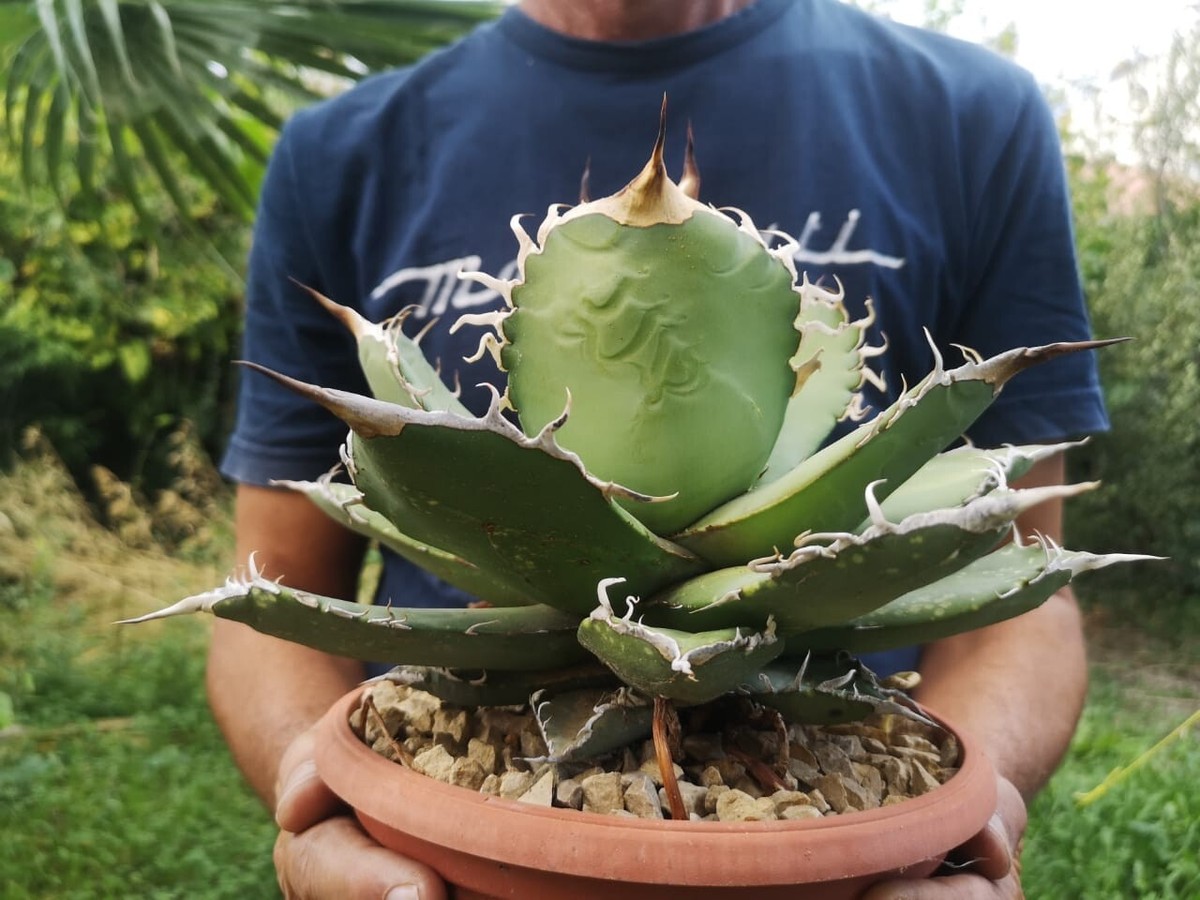 Agave Titanota, exceptional 30cm Wide Agave Oteroi, Hakugei Agave Titanota, exceptional 30cm Wide Agave Oteroi, Hakugei
