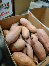 10 LBS Fresh Jewel Sweet Potatoes Yams 🍠 ~ Organic  ~ LOCALLY CALIFORNIA GROWN