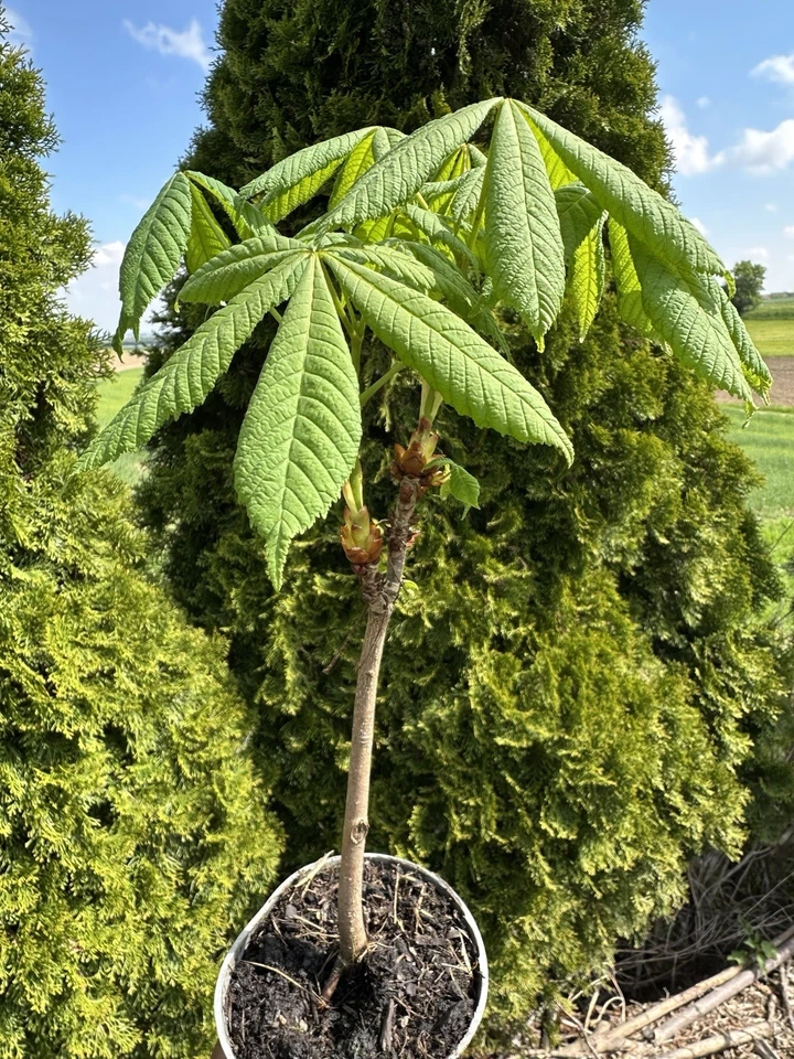 1XKastanienbaum, Kastanien 🌰, Baum, Rosskastanie - Bild 4 von 4