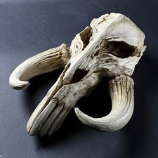 Star Wars The Mandalorian Mythosaur Skull 17 ...