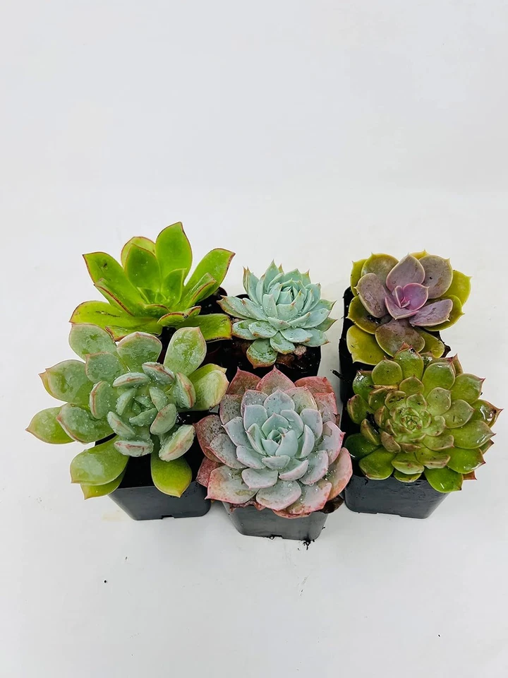 Echeveria Plantas Suculentas Vivas Paquete de 5 Diferentes Rosas del Desierto Set en Macetas de 2" Foto 2 de 2