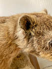 Rare Vintage Rock Hyrax Full Body Mount Taxidermy — photo 7