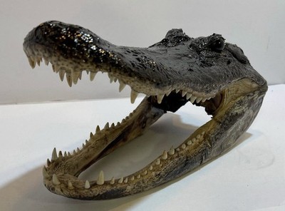 Genuine American Alligator Head 13-14  From 8  Wild Louisiana Gator