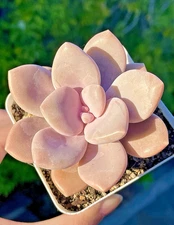 Rare Graptopetalum Murasaki 3-Inch Pink Succulent Fully Rooted Live Plant Decor