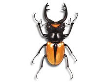 REAL Odontolabis elegans Orange Stag Beetle 70mm Unmounted in USA