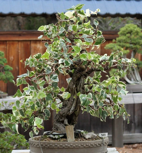 SAMEN Gartenpflanze EFEU Bonsai immergrÃ¼n winterhart frosthart Pflanzensamen