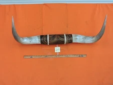 MOUNTED STEER BULL HORNS 3' 11" tip-tip Bases 16" COW BULL HORN LONGHORN 249