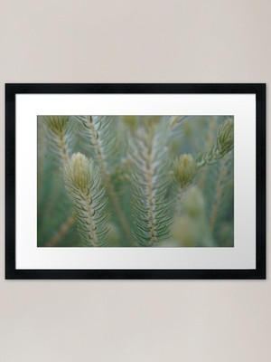 Gras Pflanze Gerahmter Kunstdruck Gerahmtes Wandbild Poster Leinwanddruck Bild