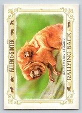 2021 Topps Allen and Ginter Rallying Back #RB8 Golden Lion Tamarin (ref 195486)