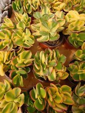 Sale2188 Crassula ovata giallo succulente giallo 3 semi