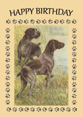 shorthaired wirehaired