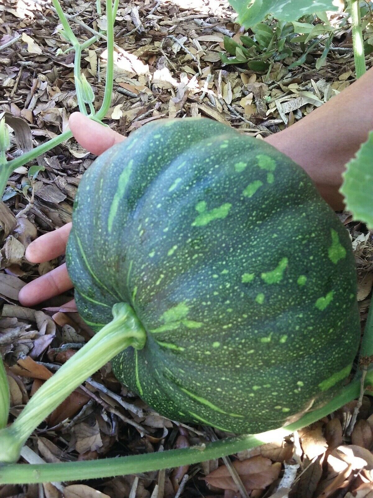 Organic Seminole Pumpkin Seeds 6 seeds eBay