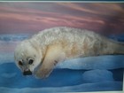 ART BY National Geographic Print Harp Seal Pup Photo by Brian Skerry NUMBERED 49 — photo 3