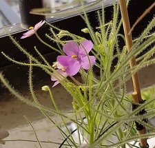 PrCo 10 Byblis liniflora  8 B.filifolia "Pago Giant" Seedpack  GA3 Carnivorous
