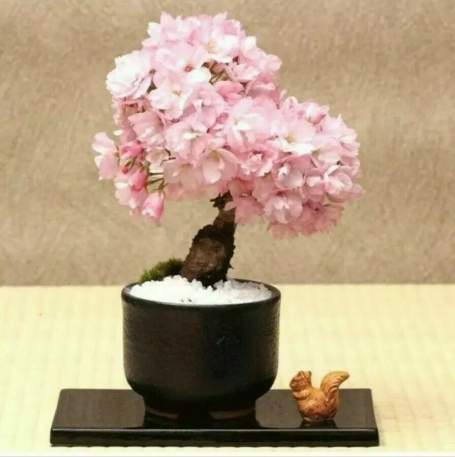 cherry blossom 様 CHERRY BLOSSOM TREE, JAPANESE SAKURA FLOWER BEAUTIFUL PINK