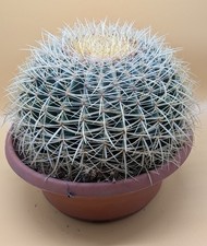 XXL Echinocactus Grusonii 35 cm ⌀