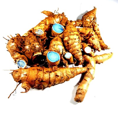 Kali Haldi Black Turmeric from Own Farm for Plantation & Pooja with Sprout 100 g