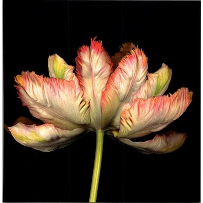 Apricot Parrot Tulip Book Plate Print SJ7