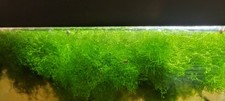 A Snack Baggy Full Of Riccia Fluitans Moss Rare Floating Live Aquarium Plants
