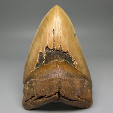 Extra Large Nice Quality 6.07