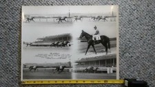 Vintage 1956 BOLD RULER Composite  Photo. Truly Rare. Secretariat. Horse racing.