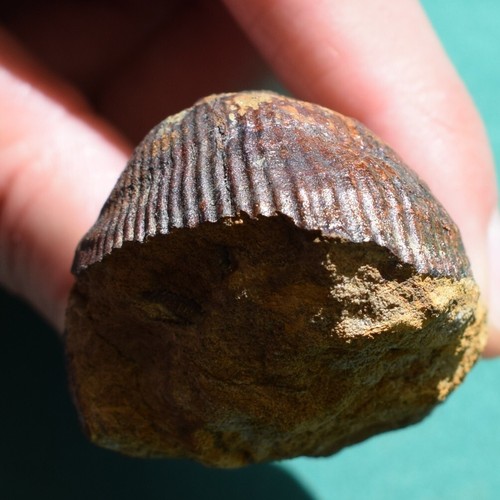 Rare Scaphiocoelia boliviensis Brachiopod Fossil – Devonian Bolivia - Picture 8 of 10