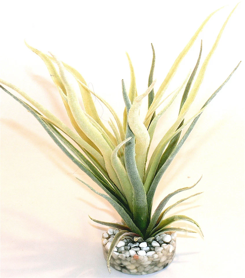 Sydeco Tillandsia Fan Terrariendeko Terrarium Kunststoffpflanzen Dekoration