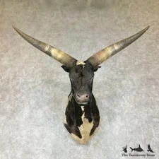 #25854 N+ | Ankole Watusi Longhorn Taxidermy Shoulder Head Mount - Steer Bull