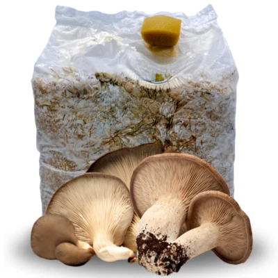 ACQUAVERDE KIT COLTIVAZIONE FUNGHI CARDONCELLI PANI DI FUNGO CARDONCELLO SUBSTRATO 3 KG