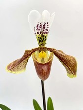 Paphiopedilum - Slipper Orchid - American Hybrid without Flower