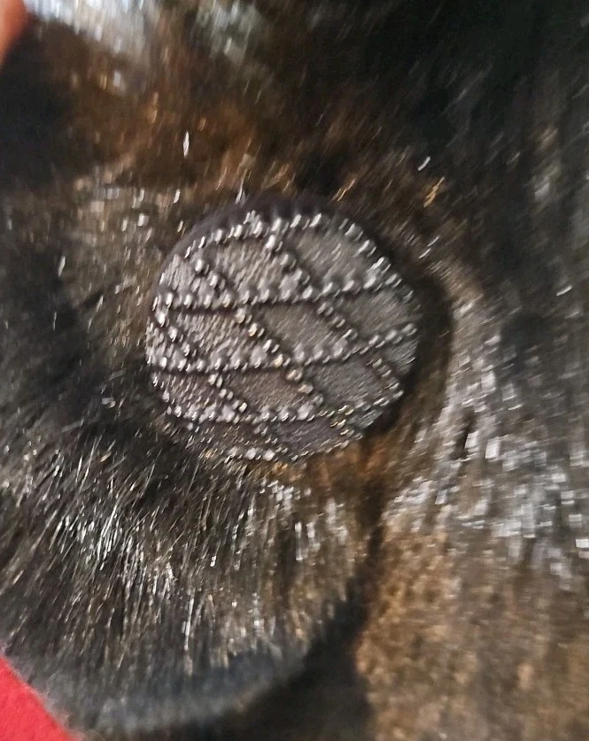 Vintage Boulevard East Faux Fur Coat Dark Brown.  Made In Usa EUC - Image 3 of 4