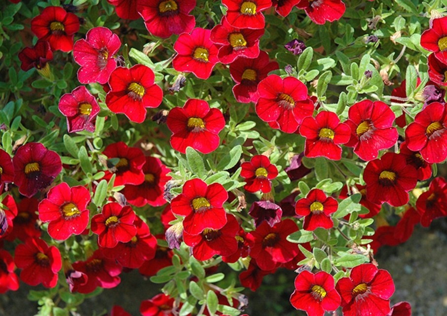 ×6 Petunia Calibrachoa Red Hanging Basket Plug Plants Million Bells Tub Flowers eBay
