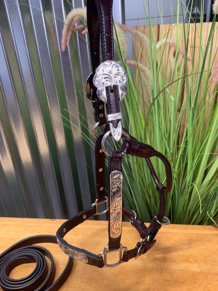 Halter para caballos CIRCLE Y Silver Western SHOW con plomo ~ tamaño completo ~ excelente estado Foto 3 de 4
