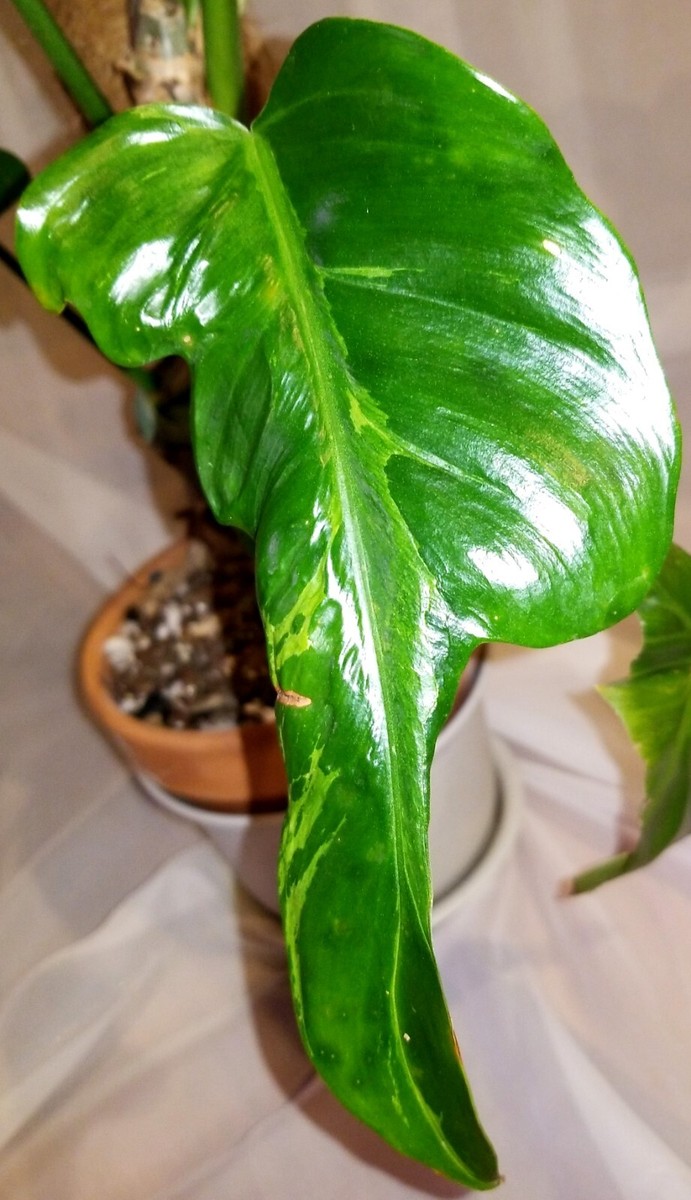 Rare XL Philodendron Minarum Lime Fiddle Variegata 22 Rare XL Philodendron Minarum Lime Fiddle Variegata 22
