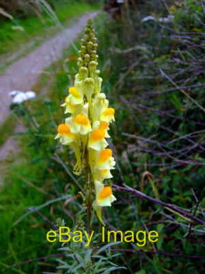 Foto 6x4 Gemeiner Krötenflachs (Linaria vulgaris) Fishguard\/Abergwaun The cur c2008