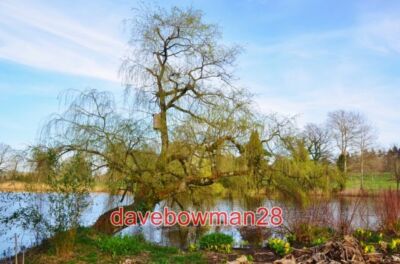 FOTO FORDE ABBEY: WEIDENBAUM MIT NISTKASTEN 2012