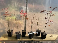 6 Japanese Maples in 6 Pots, Bonsai or Rootstock for Grafting.