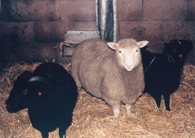 Original Pressefoto Tiere Dolly das Schaf alle in den Genen 11.3.1997