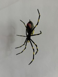 Handmade Hand-painted Hanging 5" Yellow/Gray Joro Spider Arachnid Replica