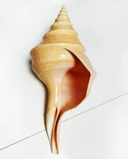 Large Syrinx Aruanus Mammoth Trumpet Natural Seashell Rare Real Beach 7-9" In