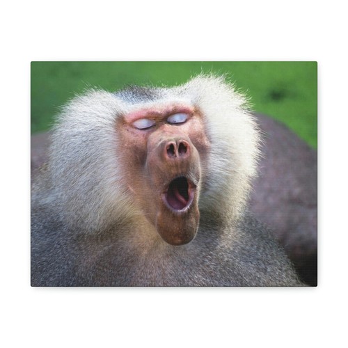Close Up of Funny Baboon Outside Wall Art Ready to Hang Unframed - Imagen 15 de 15