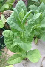 Habano 2000 Tobacco - Nicotiana seeds (1000+ per packet)