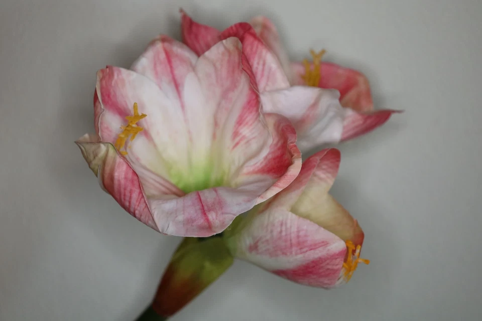 Amaryllis mit 2 Blüten und 1 Knospe, natural touch, künstlich, 68 cm, Weiß-Rosé - Bild 2 von 4